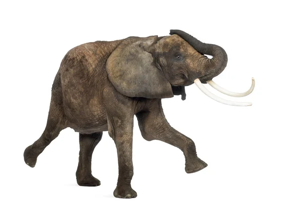 Πλάγια όψη ενός αφρικανικού ελέφαντα, εκτέλεση, απομονωμένα σε λευκό — Φωτογραφία Αρχείου