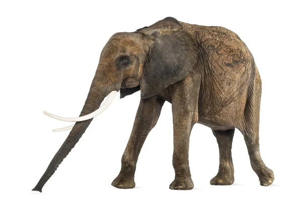 Vista lateral de un elefante africano, aislado en blanco — Foto de Stock