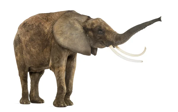 Стоящий африканский слон поднимает свой ствол, изолированный на белом — стоковое фото