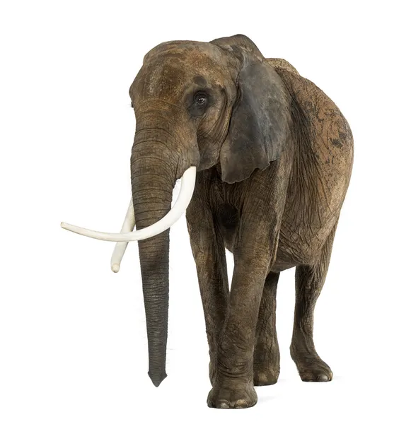 Gajah Afrika berdiri, terisolasi di atas putih — Stok Foto