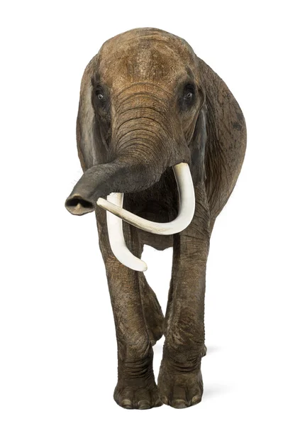 Vista frontal de um elefante africano, isolado em branco — Fotografia de Stock