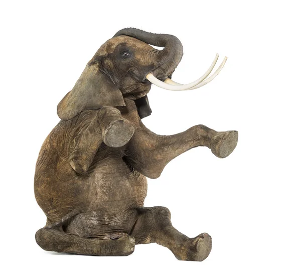 Afrikaanse olifant uitvoeren, zittend op de vloer, kofferbak omhoog, isol — Stockfoto