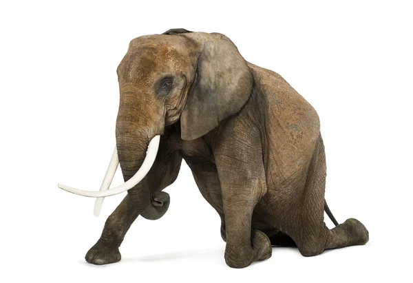 Африканский слон на коленях, выступающий, изолированный на белом — стоковое фото