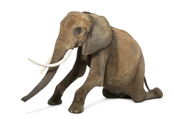Elefante africano inginocchiato, esibendosi, isolato su bianco — Foto Stock