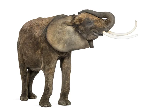 Африканский слон, стоящий, туловище вверх, изолированный на белый — стоковое фото