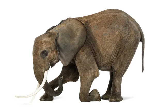 Afrikanischer Elefant kniend, isoliert auf weißem Grund — Stockfoto