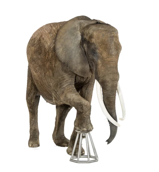 Afrika Gajah kinerja, terisolasi pada putih — Stok Foto