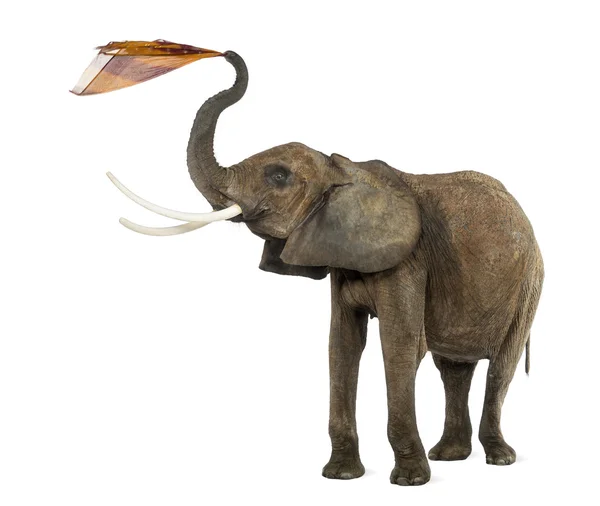 आफ्रिकन हत्ती एक ऊती खेळत, पांढरा वर वेगळे — स्टॉक फोटो, इमेज