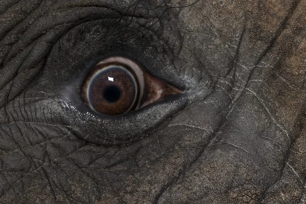 Nahaufnahme eines afrikanischen Elefantenauges — Stockfoto