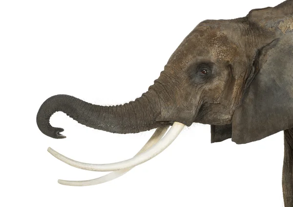 Primer plano de un elefante africano levantando su tronco, aislado en w — Foto de Stock