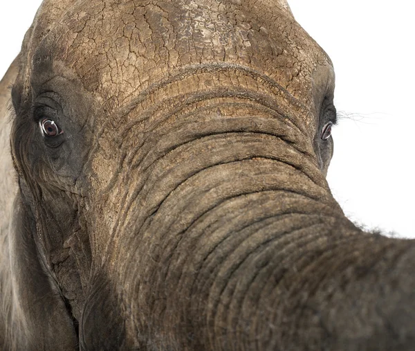 Fechar de um elefante africano — Fotografia de Stock