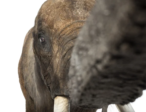 アフリカ象のクローズ アップ — ストック写真