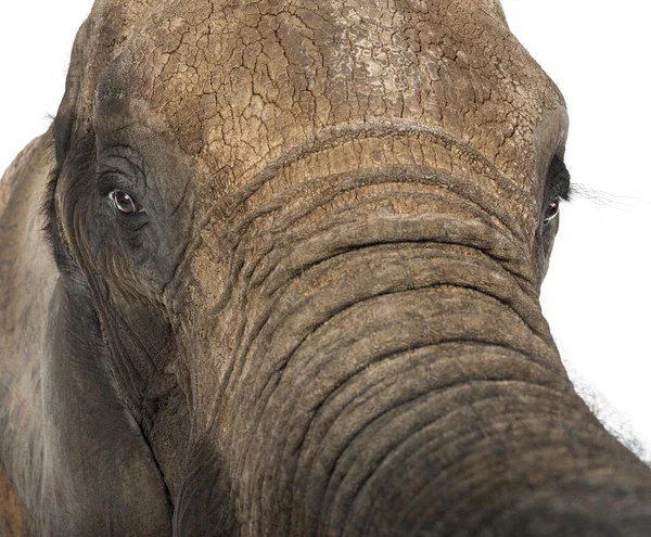 Primer plano de un elefante africano — Foto de Stock