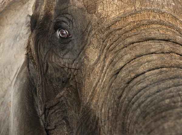 Fechar de um elefante africano — Fotografia de Stock