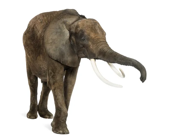 Afrikai elefánt elszigetelt fehér — Stock Fotó