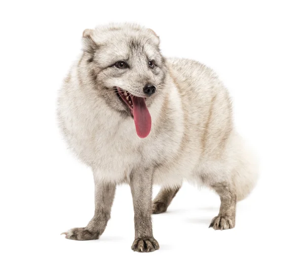 Raposa ártica, Vulpes lagopus, também conhecida como a raposa branca, polar f — Fotografia de Stock