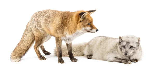 Red Fox, Vulpes vulpes, in piedi e Arctic Fox, Vulpes lagopus , — Foto Stock