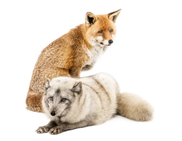 Red fox, vulpes vulpes, sittande och fjällräv, vulpes lagopus, — Stockfoto