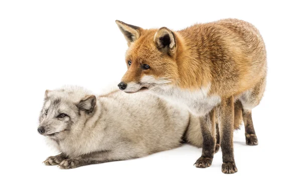 Red Fox, Vulpes vulpes, in piedi e Arctic Fox, Vulpes lagopus , — Foto Stock