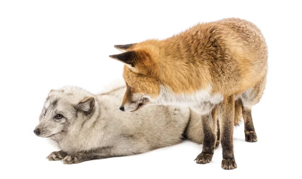 Renard roux, Vulpes vulpes, debout et renard arctique, Vulpes lagopus , — Photo