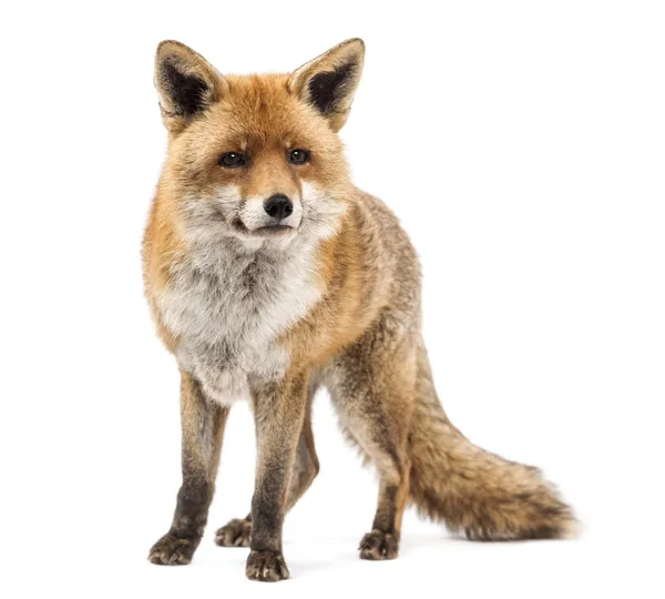 Renard roux, Vulpes vulpes, debout, isolé sur blanc — Photo