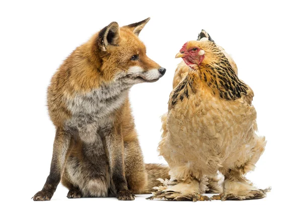 Zorro rojo, Vulpes vulpes, sentado al lado de una gallina, mirando a cada uno — Foto de Stock