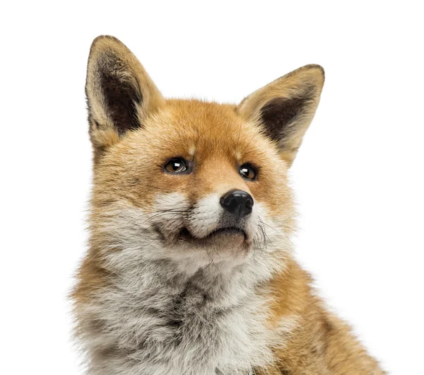 Primo piano di una volpe rossa alzando lo sguardo, Vulpes vulpes, isolato su whi — Foto Stock