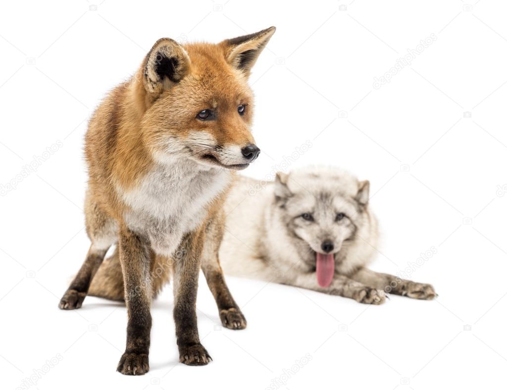 Red Fox, Vulpes vulpes, standing and Arctic Fox, Vulpes lagopus,