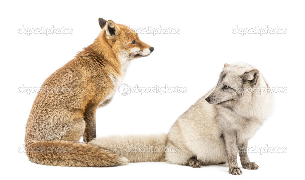 Red Fox, Vulpes vulpes and Arctic Fox, Vulpes lagopus, sitting,