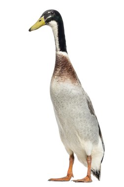 erkek Indian runner ördek, anas platyrhynchos domesticus, ayakta