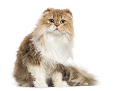 Beyaz oturan, yayla kat izole