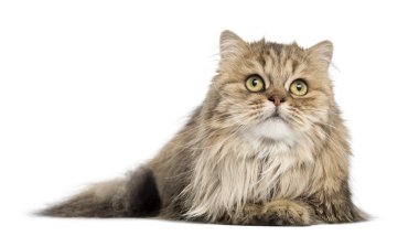 beyaz izole yalan, kurmak, görünümlü İngiliz el yazısı