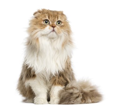 oturmuş, seyir, yayla kat üzerinde beyaz izole