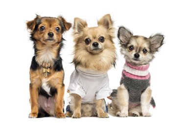 Group of dressed up Chihuahuas, isolated on white