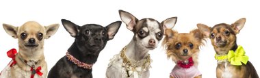 chihuahuas üzerinde beyaz izole, grup giyinip