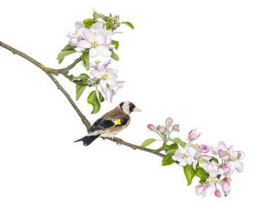 Saka kuşu, carduelis carduelis, çiçekli üzerinde tünemiş