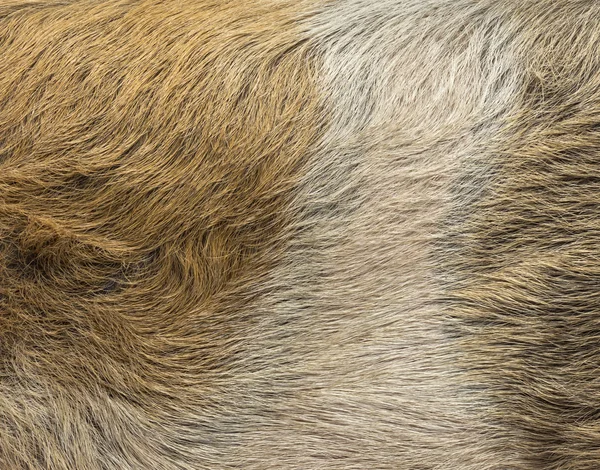 Close-up of a domestic pig's skin — Stock Photo, Image