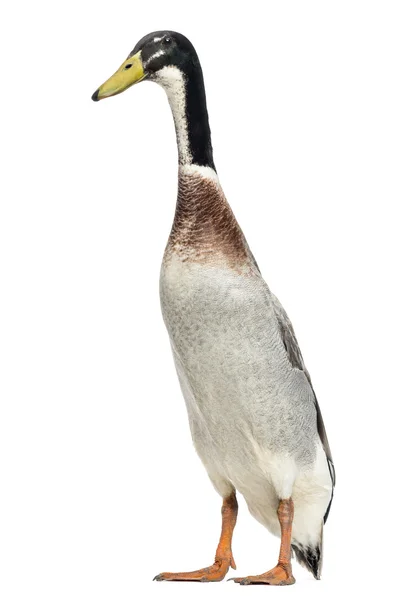 Masculino indiano Runner Duck, Anas platyrhynchos domesticus, de pé — Fotografia de Stock