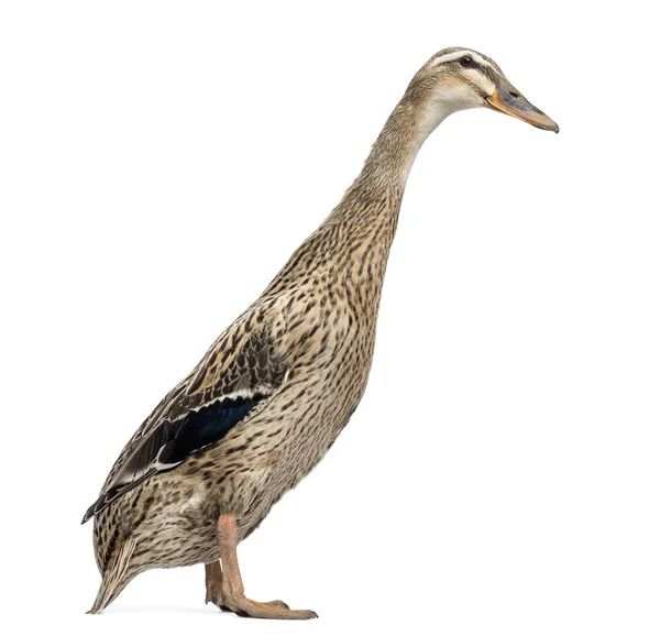 Female Indian Runner Duck, Anas platyrhynchos domesticus, standi — Stock Photo, Image