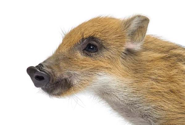 Wild boar, Sus scrofa, also known as wild pig, 2 months old, loo — Stock Photo, Image