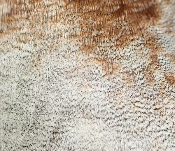 Крупный план перышка бегущей индийской утки, Анас Плати — стоковое фото