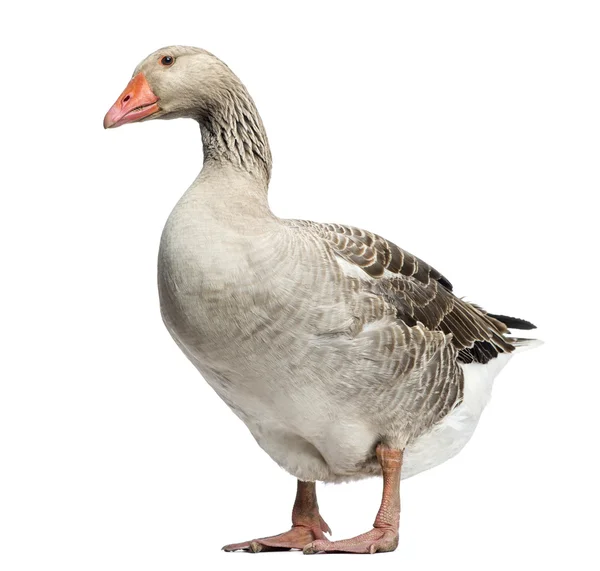 Domestic goose, Anser anser domesticus, standing and looking dow — Stock Photo, Image