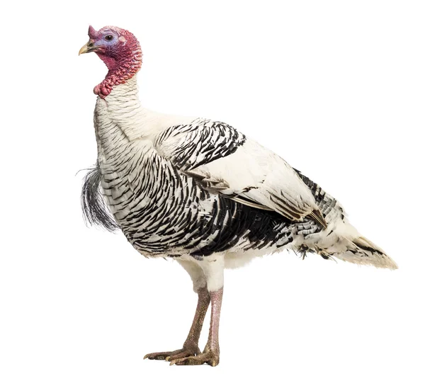 Turkey, Meleagris gallopavo, standing, isolated on white — Stock Photo, Image