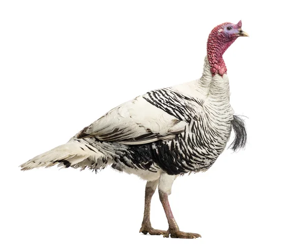 Turkiet, meleagris gallopavo, promenader, isolerade på vit — Stockfoto