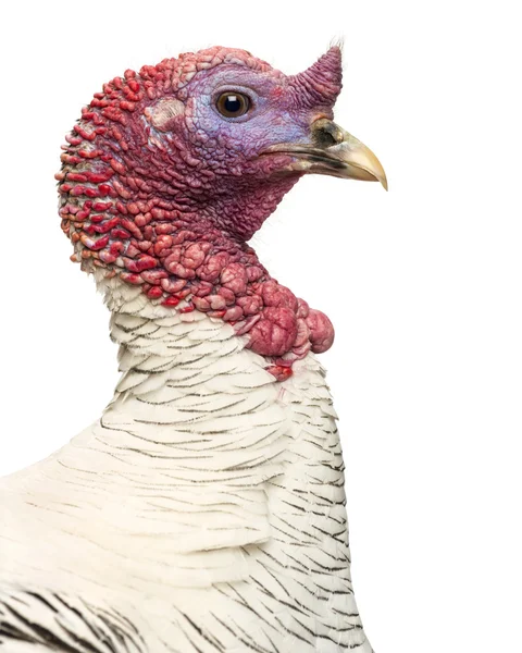 Close-up de uma Turquia, Meleagris gallopavo, isolado em branco — Fotografia de Stock