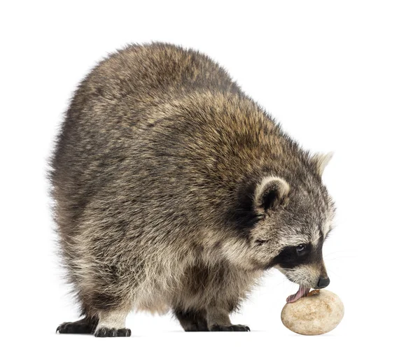 Racoon, Procyon Iotor, standing, eating an egg, isolated on whi — Stock Photo, Image