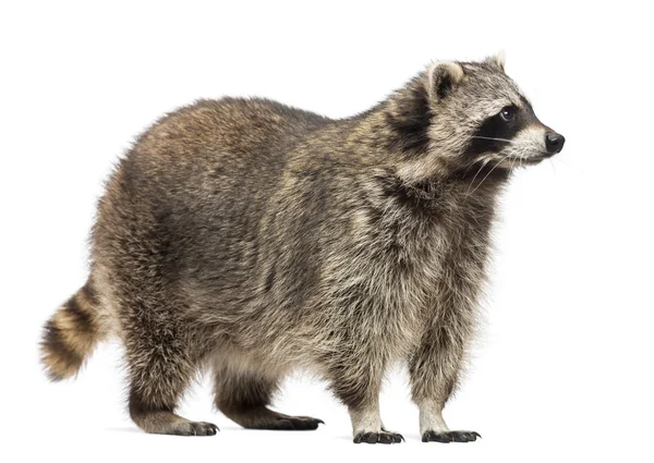 Racoon, Procyon Iotor, in piedi, isolato su bianco — Foto Stock