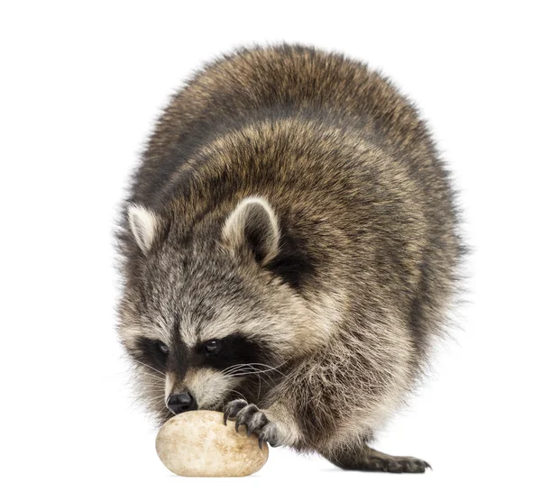 Racoon, procyon iotor, stående, äta ett ägg, isolerad på whi — Stockfoto