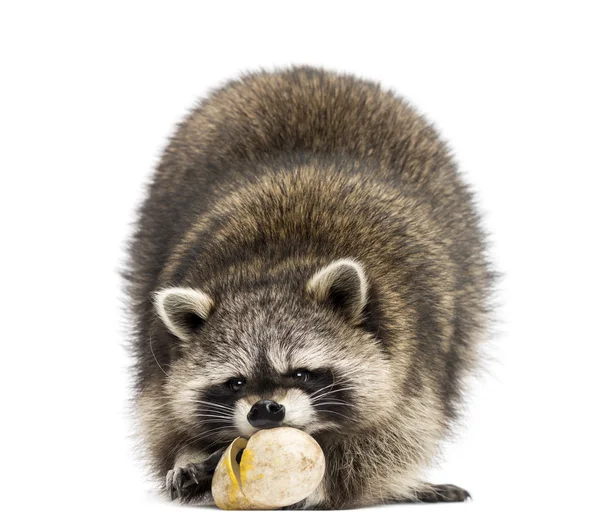 Racoon, Procyon Iotor, standing, eating an egg, isolated on whi — Stock Photo, Image