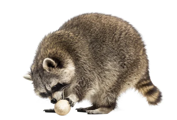 Racoon, Procyon Iotor, em pé, comendo um ovo, isolado no whi — Fotografia de Stock